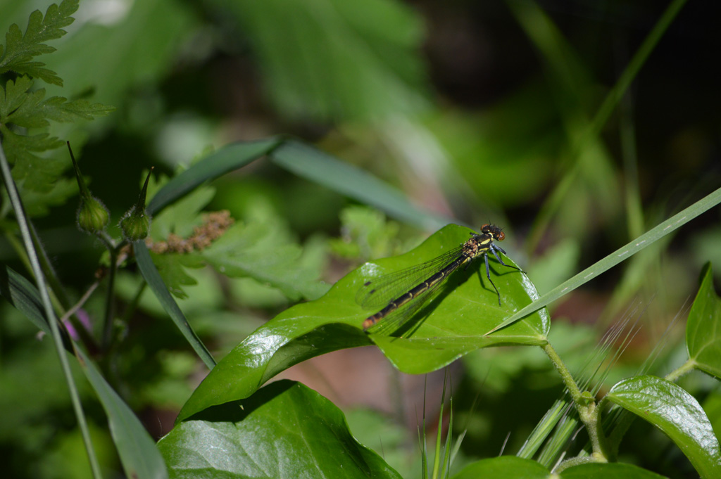 femmina di Coenagrionidae:  Pyrrhosoma nymphula